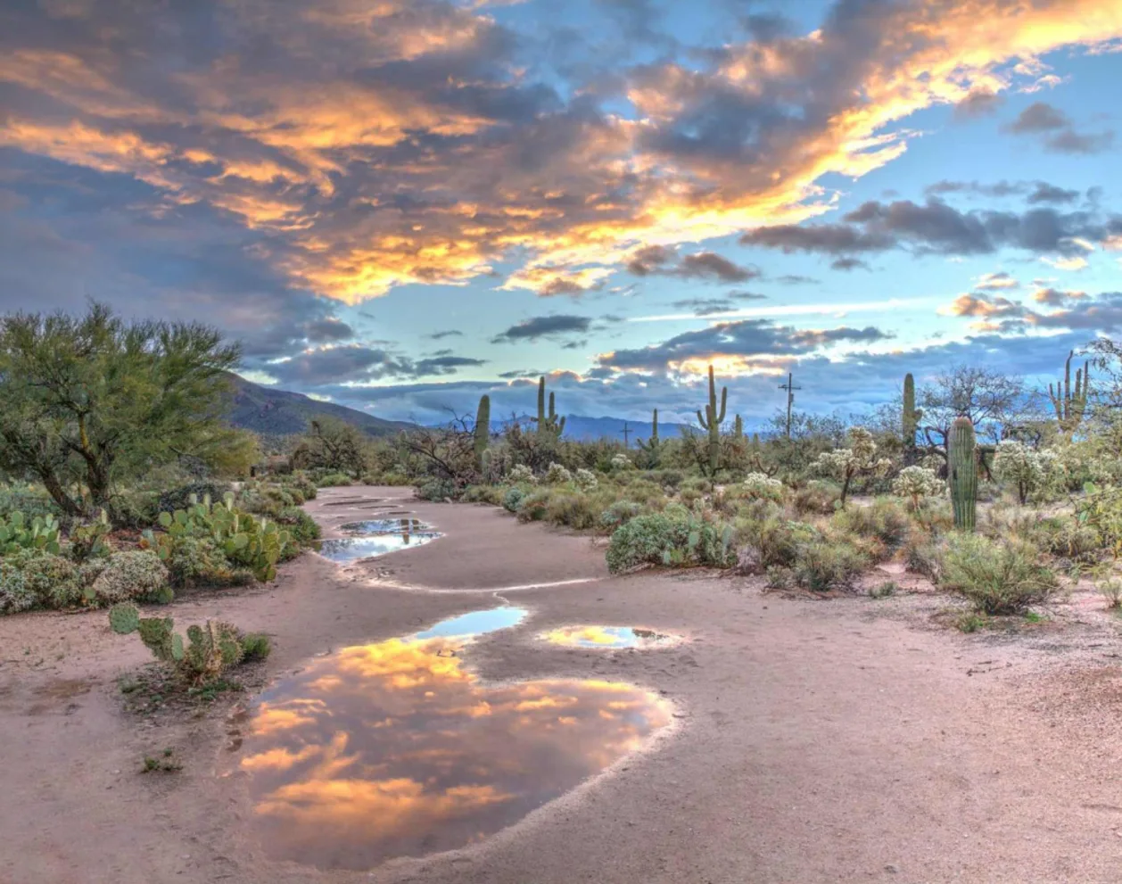 Desert sunrise at Sabino Canyon Arizona summer travel destination